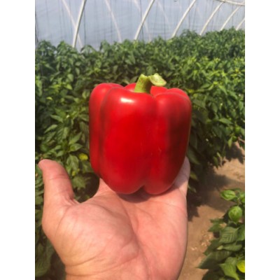 Семена перца сладкого Стрит F1 (500 сем.) Lark Seeds